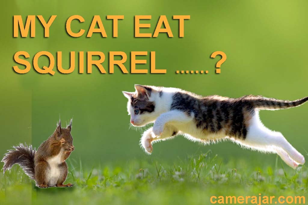 my cat ate squirrel