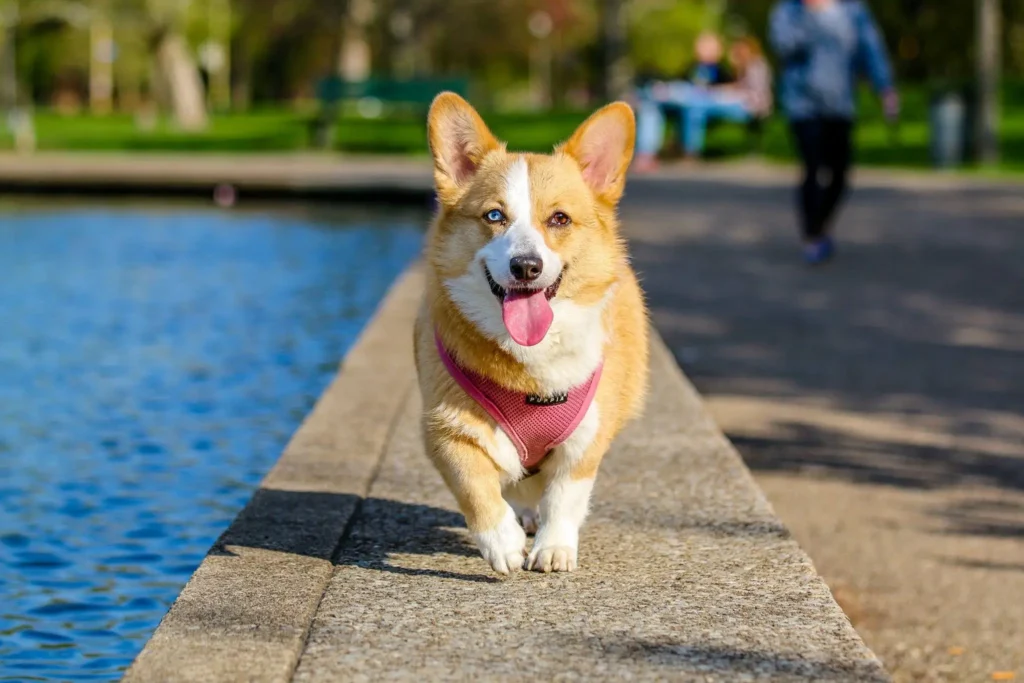 Best Camera for Dog Action Shots