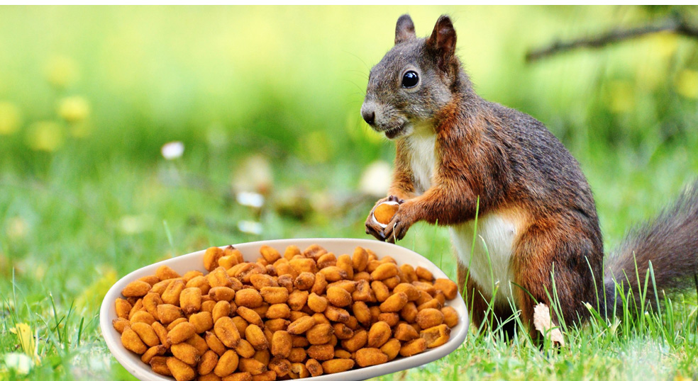 CAN SQUIRRELS EAT SALTED PEANUTS?
